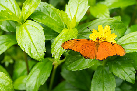 特写一只橙色朱莉娅蝴蝶或朱莉娅或火焰 或螺类昆虫漏洞宏观花园野生动物仙女热带翅膀动物图片