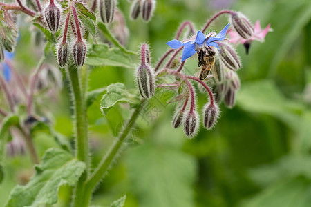 蜜蜂在的花上 也是一种 starflower 是开花植物紫草科的一年生草本植物星花花瓣植物群蜂蜜药品生长季节沙拉星星昆虫图片