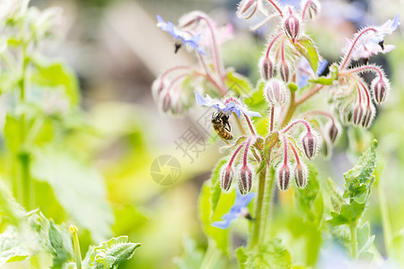 蜜蜂在的花上 也是一种 starflower 是开花植物紫草科的一年生草本植物蓝色季节花园药品烹饪牛肉昆虫花瓣收集蜂蜜图片