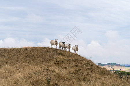 夏季在英国多切斯特多尔塞特附近的麦登城堡 在英国风景中的一座山丘上站着四只绵羊图片