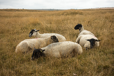 夏季在英国的牧羊地上放牧 在英国多切斯特多尔塞特附近的麦登城堡母羊假期女性哺乳动物干草英语农村天空羊肉农场图片