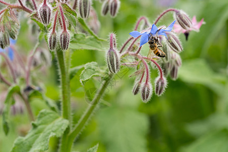 蜜蜂在的花上 也是一种 starflower 是开花植物紫草科的一年生草本植物生长蓝色季节植物群花园收集蜂蜜花瓣紫色昆虫图片