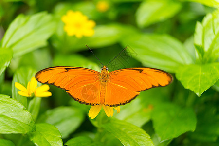 特写一只橙色朱莉娅蝴蝶或朱莉娅或火焰 或仙女宏观螺类漏洞翅膀动物花园野生动物热带昆虫图片