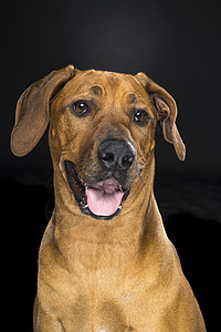 肖像罗得西亚山脊脊背狗隔离黑人背景尾巴忠诚耳朵棕色犬类短发快乐动物宠物注意力图片