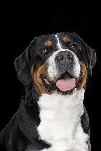 瑞士山狗的肖像犬 孤立黑人背景 坐着哺乳动物猎犬尾巴山犬黑色幸福工作室犬类耳朵注意力图片