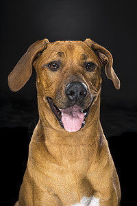肖像罗得西亚山脊脊背狗隔离黑人背景忠诚短发黑色幸福脊椎动物哺乳动物猎犬犬类尾巴快乐图片