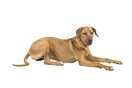 一只罗得西亚脊脊背狗的肖像被隔离在白色背景上 坐在一旁看着镜头看他的背部注意力尾巴宠物猎犬动物哺乳动物工作室耳朵短发文化图片
