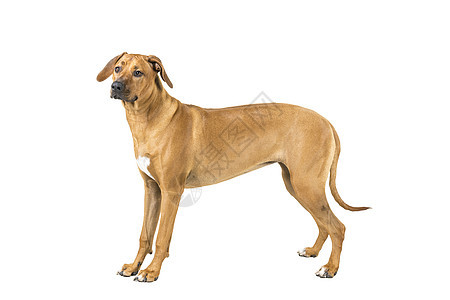 一只罗得西亚脊脊背狗的肖像 被隔离在白色背景演播室幸福哺乳动物短发宠物忠诚犬类耳朵脊椎动物动物文化图片