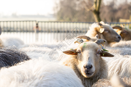 在冬天的风景中 一只羊把头抬高在牛群之上库存农民日落季节团体村庄男人场地羊肉草地图片