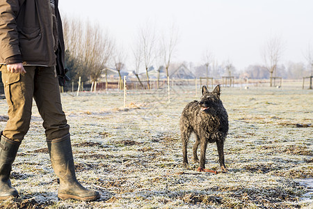 黑人成年哑巴有线头发的牧羊人 在冬季日等待训练师的命令 对冷冻的草地图片