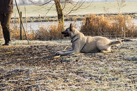 冬日 金发的荷兰金发牧羊人在冰冻的草地上等待教练的命令牧羊犬草原金发女郎训练成人动物培训师哺乳动物宠物钢丝图片