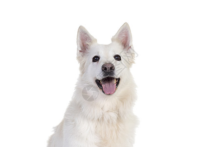 白人Swis的牧狗狗肖像 面对着在白色背景上被隔离的相机图片