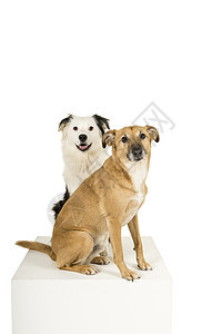 小棕色混种狗和一只黑色和白色的澳洲牧羊人 坐在白背景中与世隔绝 看着摄像机犬类伴侣混血哺乳动物牧羊犬朋友们生物宠物快乐舌头图片