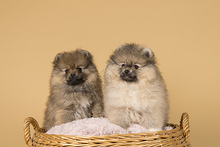 两只小小波美拉尼小狗 坐在一个有蜜蜂背景的篮子里软垫奶油毛皮稻草乡村小猎犬画幅哺乳动物枕头宠物图片