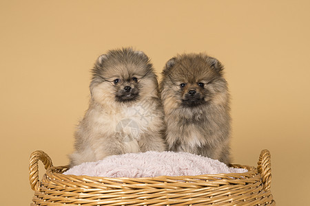 两只小小波美拉尼小狗 坐在一个有蜜蜂背景的篮子里婴儿乡村宠物奶油稻草哺乳动物软垫头发芦苇动物图片