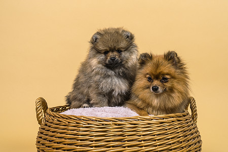 两只小小波美拉尼小狗 坐在一个有蜜蜂背景的篮子里头发宠物毛皮小猎犬软垫婴儿哺乳动物乡村工作室动物图片