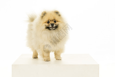 小波美拉尼小狗 孤立在白色背景上哺乳动物头发犬类棕色猎犬脊椎动物动物宠物黄色毛皮图片