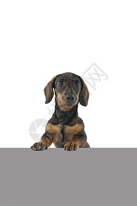 特写一只双色黑色和棕色黑皮肤有线头发的Dachshund狗 以白色背景与灰色地下隔离黄褐色注意力哺乳动物宠物工作室朋友犬类动物小图片