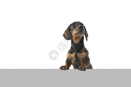 特写一只双色黑色和棕色黑皮肤有线头发的Dachshund狗 以白色背景与灰色地下隔离哺乳动物小狗黄褐色宠物棕褐色工作室犬类猎犬动图片