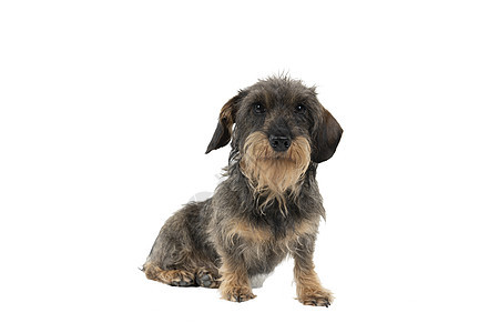 一只双色长头发长毛长发有线条的Dachshund狗被一脸白种背景孤立的胡子和胡须特写注意力小狗哺乳动物金属头发白色棕褐色宠物黄褐图片