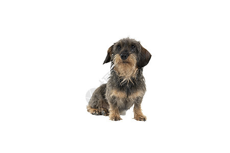 一只双色长头发长毛长发有线条的Dachshund狗被一脸白种背景孤立的胡子和胡须特写动物朋友注意力工作室全身犬类黑色哺乳动物棕褐图片