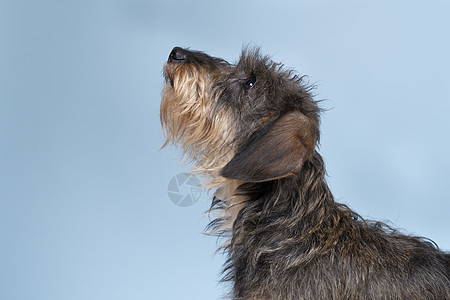 一头双色长毛长头发长发有线条的狗全身紧闭 大胡子和胡子在蓝背景上被孤立动物蓝色朋友哺乳动物棕色黄褐色宠物头发黑色小狗图片