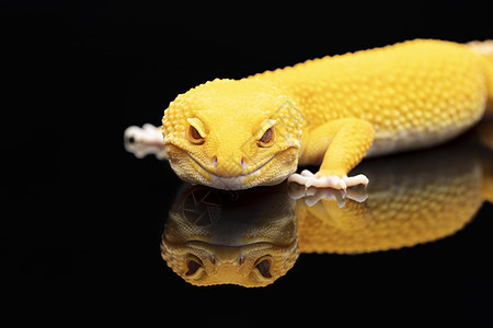 红色眼睛和黑色背景反射的黄黄色豹色壁虎蜥蜴图片