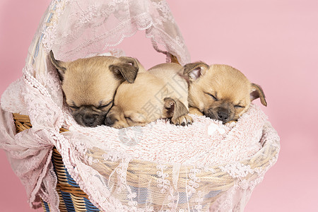 三只可爱的吉娃娃小狗睡在粉红色的毛皮上 放在粉红色背景的粉红色蕾丝篮子里工作室垃圾动物朋友午睡犬类耳朵哺乳动物婴儿睡眠图片