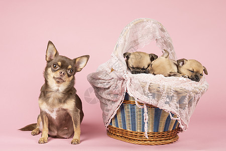 光荣的吉娃娃妈妈和三只小狗在篮子旁图片