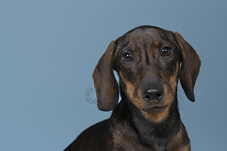 紧闭双色有线头发的Dachshund狗 蓝背景被隔离蓝色棕褐色猎犬动物小狗哺乳动物白色工作室黑色犬类图片