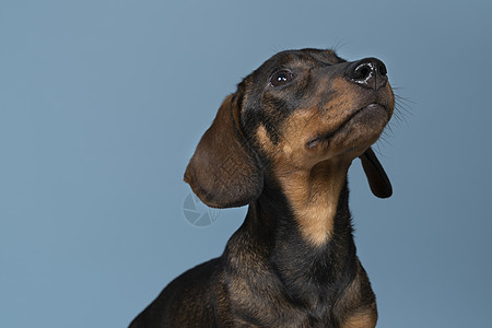 紧闭双色有线头发的Dachshund狗 蓝背景被隔离宠物哺乳动物朋友棕褐色动物白色金属注意力小狗猎犬图片