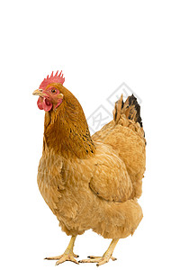 一只新罕布什尔红母鸡的肖像 站在整具身体上 被白色背景隔离血统部位农业品种工作室红色黑色羽毛家禽动物图片