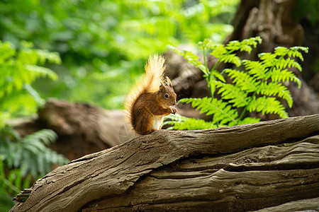 在英国布朗西岛的树桩上 捕食日晒中坚果的天然森林里 小小红野外松鼠生物栖息地头发毛皮濒危爪子木头野生动物荒野哺乳动物图片