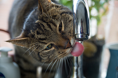 Tabby Cat 饮用水 从水龙头图片