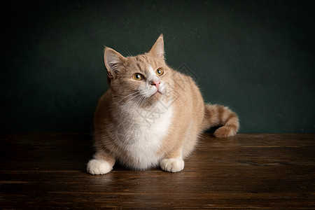 一只红猫或姜猫和白猫的肖像 坐在木制桌子上 绿色背景朝上看图片