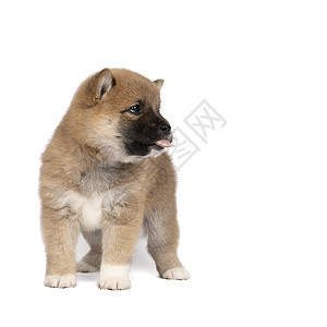 伊努小狗在白种背景中被孤立 显示他的舌头向右看图片