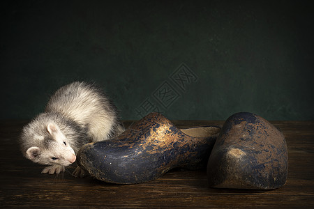 一只年轻的雪貂或小鼠狗在静片场景中带着木塞或木鞋 这是荷兰典型的绿色背景下情况图片