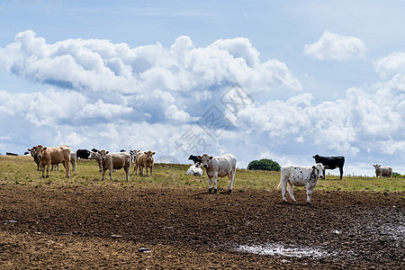 在英国康沃尔夏季 山丘上一片黄色草原 牛群与满天云的天空对抗阳光农田农村牛奶全景国家场地风景农场牧场图片