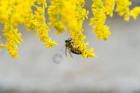 昆虫 如蜜蜂 蜜蜂和冬青蓝蝴蝶 在黄色园林植物黄花 或欧洲黄花或 woundwort 的花上采集花粉和花蜜模仿宏观草本晴天金子植图片