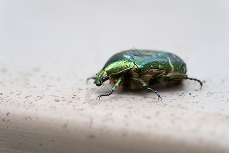 特写地下石上绿色金属甲虫的绿玫瑰Chafer漏洞长老小动物动物群害虫青铜昆虫学野生动物天线宏观图片