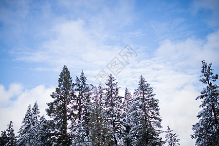 美丽的雪林 在微云的蓝色天空下图片