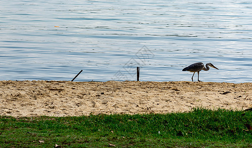 在新加坡海滩上寻找食物的同时 海隆鸟图片