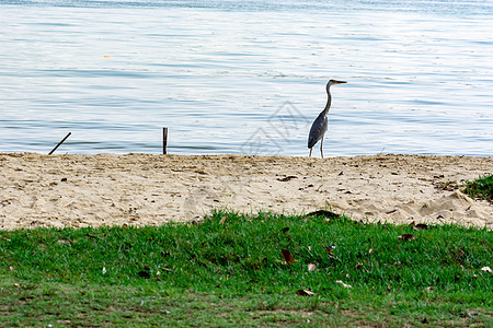 在新加坡沙滩上休息的海鸟图片