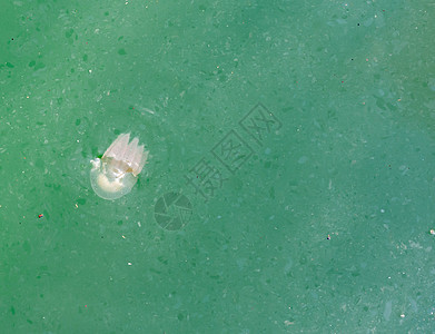 在肮脏的河水中游泳的果冻鱼生物海蜇异国海藻辉光水族馆生活热带旅行野生动物图片