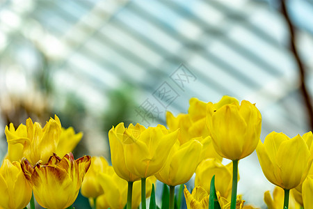 模糊背景的黄色鹦鹉郁金香宏拍摄植物植物群生活花朵美丽花瓣叶子双色花束灯泡图片