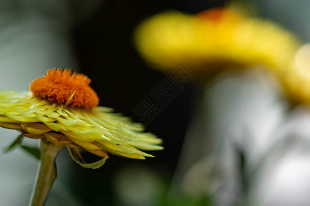 带有黄色花瓣和柔和散景绿色背景的橙色花朵的水平模糊图像图片