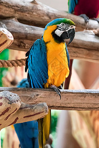蓝色金刚鹦鹉 称为蓝喉野生动物情调荒野动物群鸟类翅膀动物园生活栖息热带图片