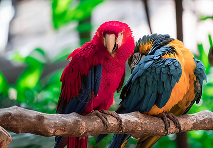 和蓝色金刚鹦鹉 被称为蓝喉丛林荒野羽毛鹦鹉野生动物红色动物鸟类宠物热带图片