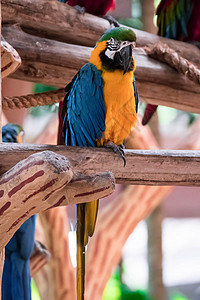 蓝色金刚鹦鹉 称为蓝喉动物园翅膀栖息生活丛林鹦鹉动物群黄色绿色鸟类图片