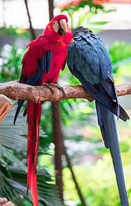 来自哥斯达黎加中美洲森林的大型多彩美丽的大鹦鹉羽毛热带丛林金刚鹦鹉野生动物动物荒野宠物眼睛蓝色图片